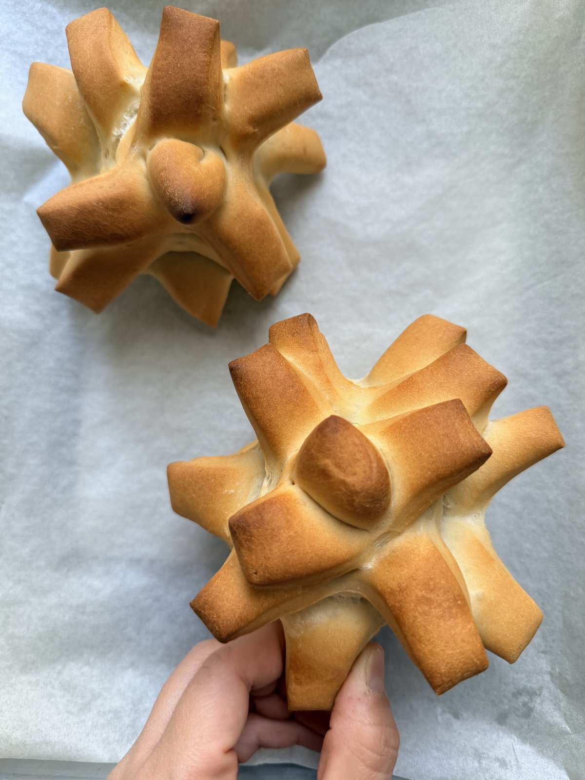 Pane pasta dura